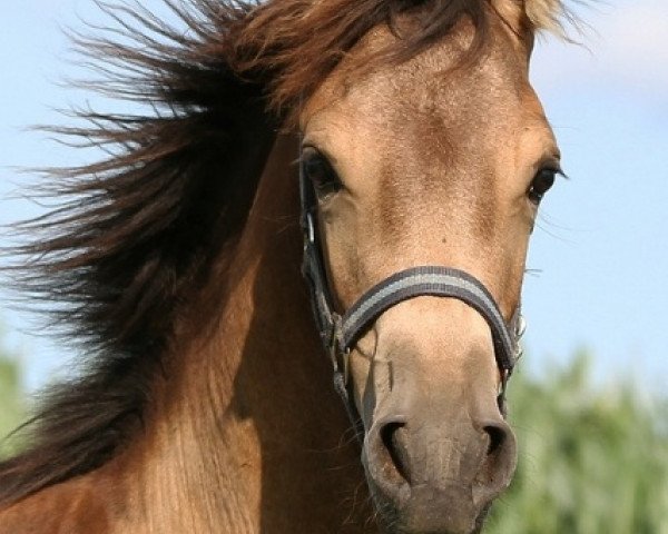 Pferd Rubina von Greenhorn (Warlander, 2012, von Rossio)