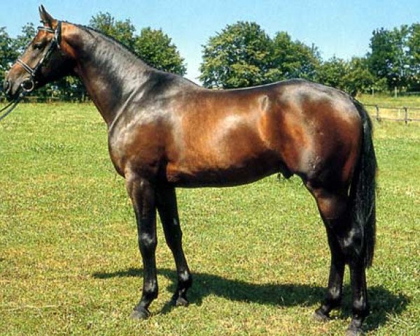 stallion Chromolux (Hanoverian, 1987, from Chromatic xx)