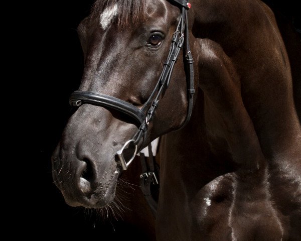 Pferd Ramiro Royal (Hessisches Warmblut, 2001, von Rubin Star N)