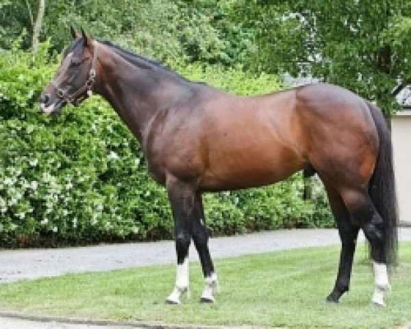 stallion Elzaam xx (Thoroughbred, 2008, from Redoute's Choice xx)