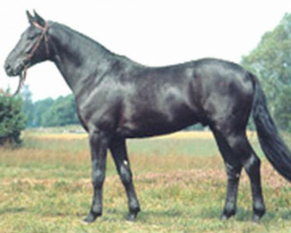 stallion Alonso (Hanoverian, 1981, from Akzent II)