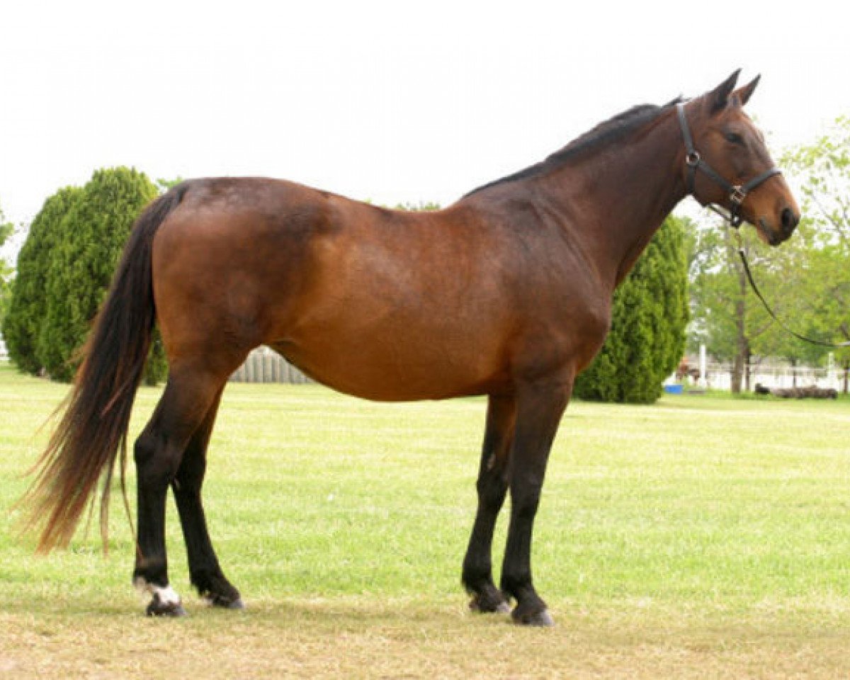 broodmare Calipa Z (Hanoverian, 1986, from Cor de la Bryère)