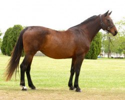 broodmare Calipa Z (Hanoverian, 1986, from Cor de la Bryère)