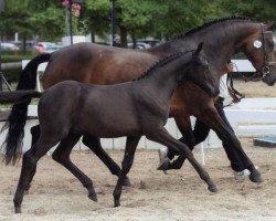 broodmare Ara Queen D (Württemberger, 2000, from Araconit)