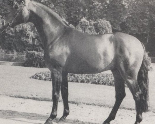 stallion Goldrausch I (Westphalian, 1976, from Gottschalk)