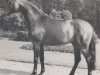 stallion Goldrausch I (Westphalian, 1976, from Gottschalk)