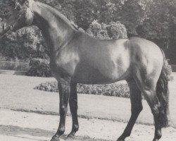 stallion Goldrausch I (Westphalian, 1976, from Gottschalk)