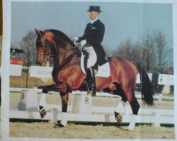 stallion Whinny Jackson (Dutch Warmblood, 1991, from Wolfgang)