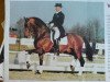 stallion Whinny Jackson (KWPN (Royal Dutch Sporthorse), 1991, from Wolfgang)