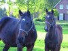 broodmare Patoya (KWPN (Royal Dutch Sporthorse), 1997, from Whinny Jackson)
