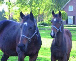 broodmare Patoya (KWPN (Royal Dutch Sporthorse), 1997, from Whinny Jackson)