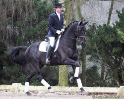 stallion Zenon (KWPN (Royal Dutch Sporthorse), 2004, from Rousseau)