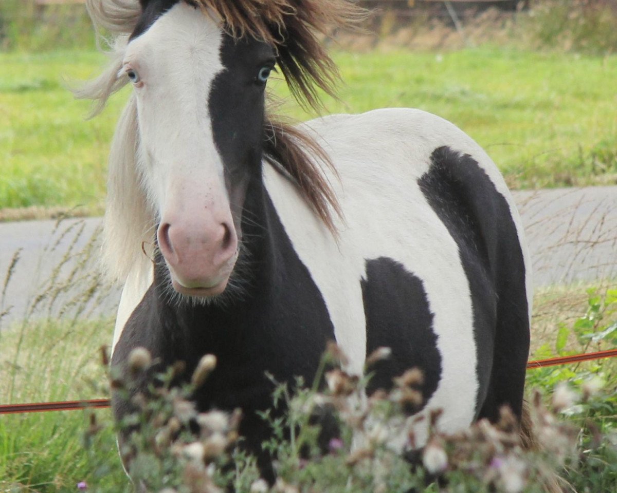 broodmare Vidja vom Röttgershof # (Iceland Horse Mix, 2011, from Glampi frá Langárfossi)