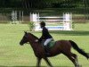 stallion Legat (German Riding Pony, 1998, from Lord)