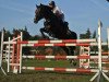 stallion Contendros Boy (German Warmblood, 2003, from Contendro I)