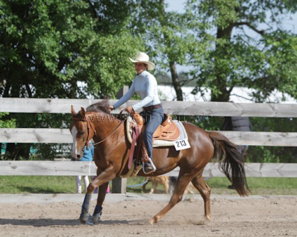 Zuchtstute Whata Beautiful Mind (Quarter Horse, 2008, von Col Awesome Socks)