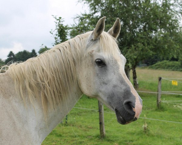 Zuchtstute Shamira II ox (Vollblutaraber, 1996, von Sharkassow ox)