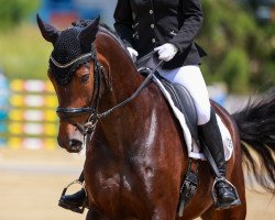 dressage horse Fun to Go (Hanoverian, 2014, from Franziskus FRH)