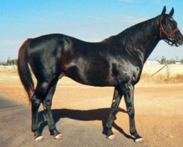 stallion Kinjite xx (Thoroughbred, 1988, from Centaine xx)