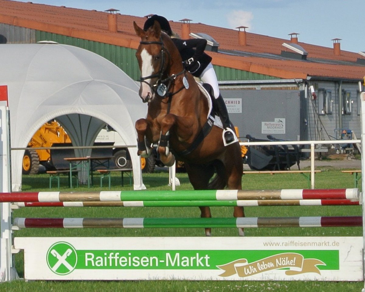 jumper Sir Wenzel (German Sport Horse, 2004, from Sky Dancer)