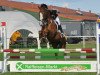 jumper Sir Wenzel (German Sport Horse, 2004, from Sky Dancer)