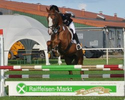 jumper Sir Wenzel (German Sport Horse, 2004, from Sky Dancer)