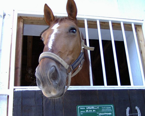 Pferd Laureen (Sachsen-Anhaltiner, 1991, von Livius)