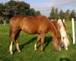 broodmare Popsy Girl (Westphalian, 1992, from Pluspunkt)