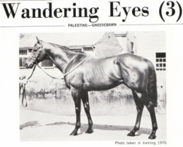 stallion Wandering Eyes xx (Thoroughbred, 1962, from Palestine xx)