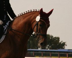 broodmare Estrelya R (German Sport Horse, 2006, from Batum)