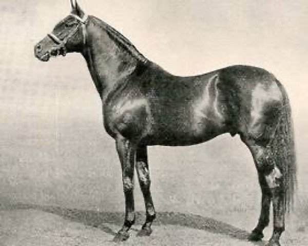 stallion Obliterate xx (Thoroughbred, 1921, from Tracery xx)