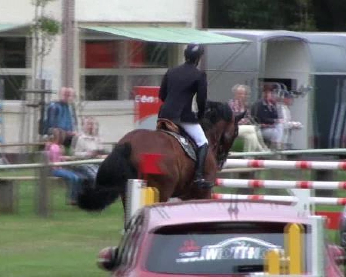 stallion Gentleman (Lewitzer, 2003, from Gildo)