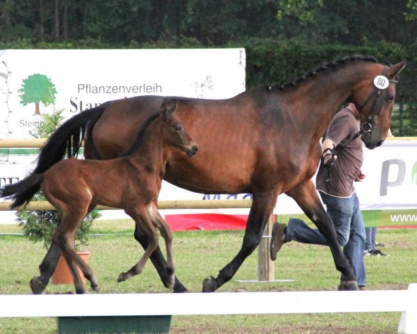 broodmare Goldini (Westphalian,  , from Goldrausch I)