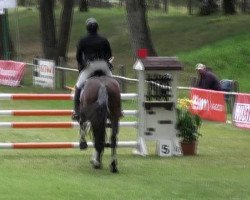 jumper Quarado (Hanoverian, 2007, from Quidam's Rubin)