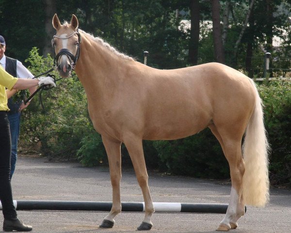 broodmare Wert´s Shine on (German Riding Pony, 2019, from Herzkoenig NRW)