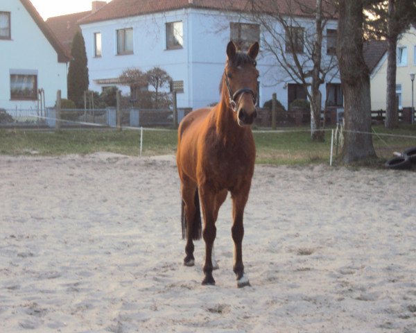 Pferd Phoenix (Westfale, 2008, von Externstein)