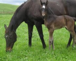 broodmare Country Rose xx (Thoroughbred, 1995, from Centaine xx)