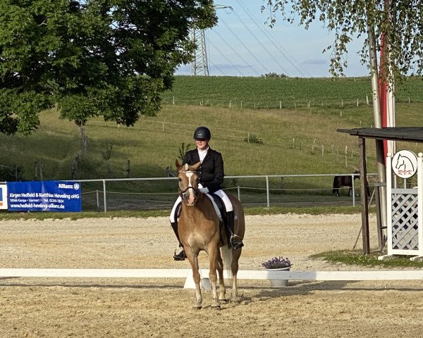 dressage horse Stanos Sternchen (Haflinger, 2013, from Stano)