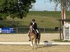 dressage horse Stanos Sternchen (Haflinger, 2013, from Stano)