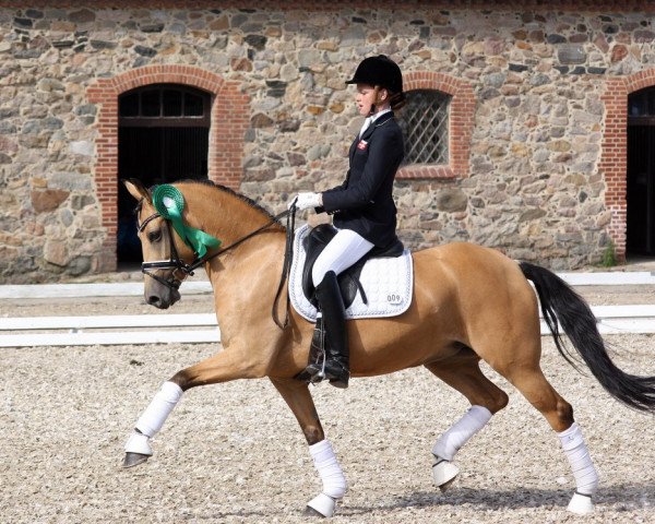 dressage horse Bodethals's Romy (German Riding Pony, 2006)
