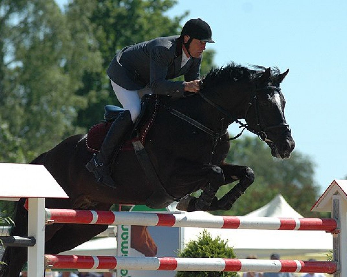 Deckhengst Liban (Polnisches Warmblut, 1996, von Cabrol Amicor)