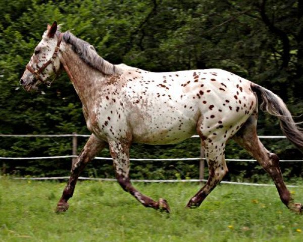 jumper Aaron (Knabstrupper, 2007, from Askan von der Happy Horse Ranch)
