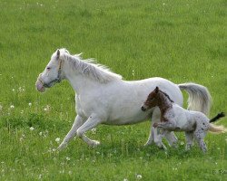 broodmare Linda (Knabstrupper, 1992, from Apollo)