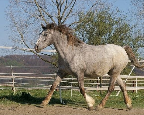 broodmare Joasie v.d. Happy Horse Ranch (Knabstrupper, 1995, from Theis Lynghoi)