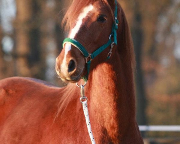 Pferd Playboy (Westfale, 2008, von Polyboy L)