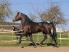 stallion Django von der Happy Horse Ranch (Knabstrupper, 1995, from Janus Hedevanggard)