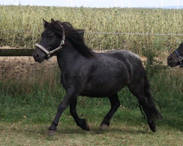 broodmare Zeraya-H v.d. Wechterholt (Shetland Pony, 2006, from Willem van de Schaapshoeve)