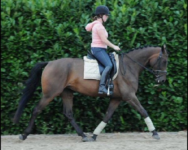 dressage horse Elattie (KWPN (Royal Dutch Sporthorse), 2009, from Zenon)