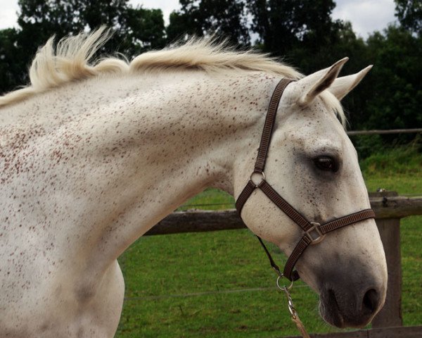 Pferd Pash Bridges (Westfale, 1997, von Popcorn)