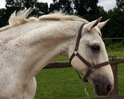 horse Pash Bridges (Westphalian, 1997, from Popcorn)